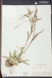 Panicum polyanthes image