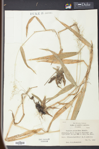 Panicum polyanthes image