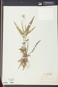 Panicum polyanthes image