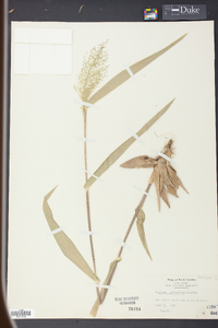 Panicum polyanthes image