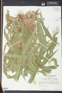 Panicum polyanthes image