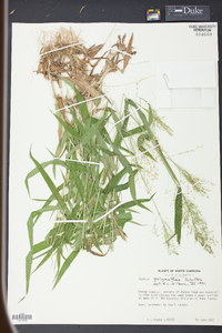 Panicum polyanthes image