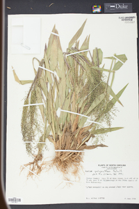 Panicum polyanthes image