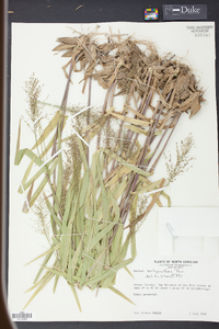 Panicum polyanthes image