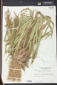 Panicum polyanthes image