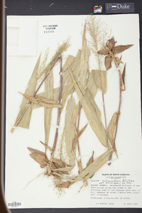 Panicum polyanthes image