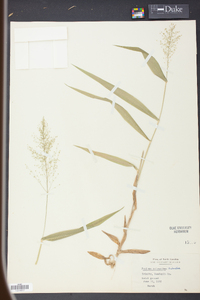 Panicum polyanthes image