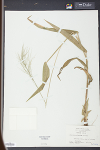 Panicum polyanthes image