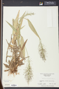 Panicum polyanthes image