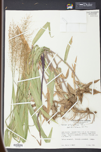 Panicum polyanthes image