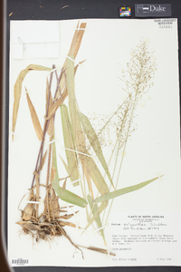 Panicum polyanthes image