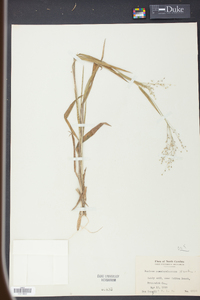 Panicum pseudopubescens image