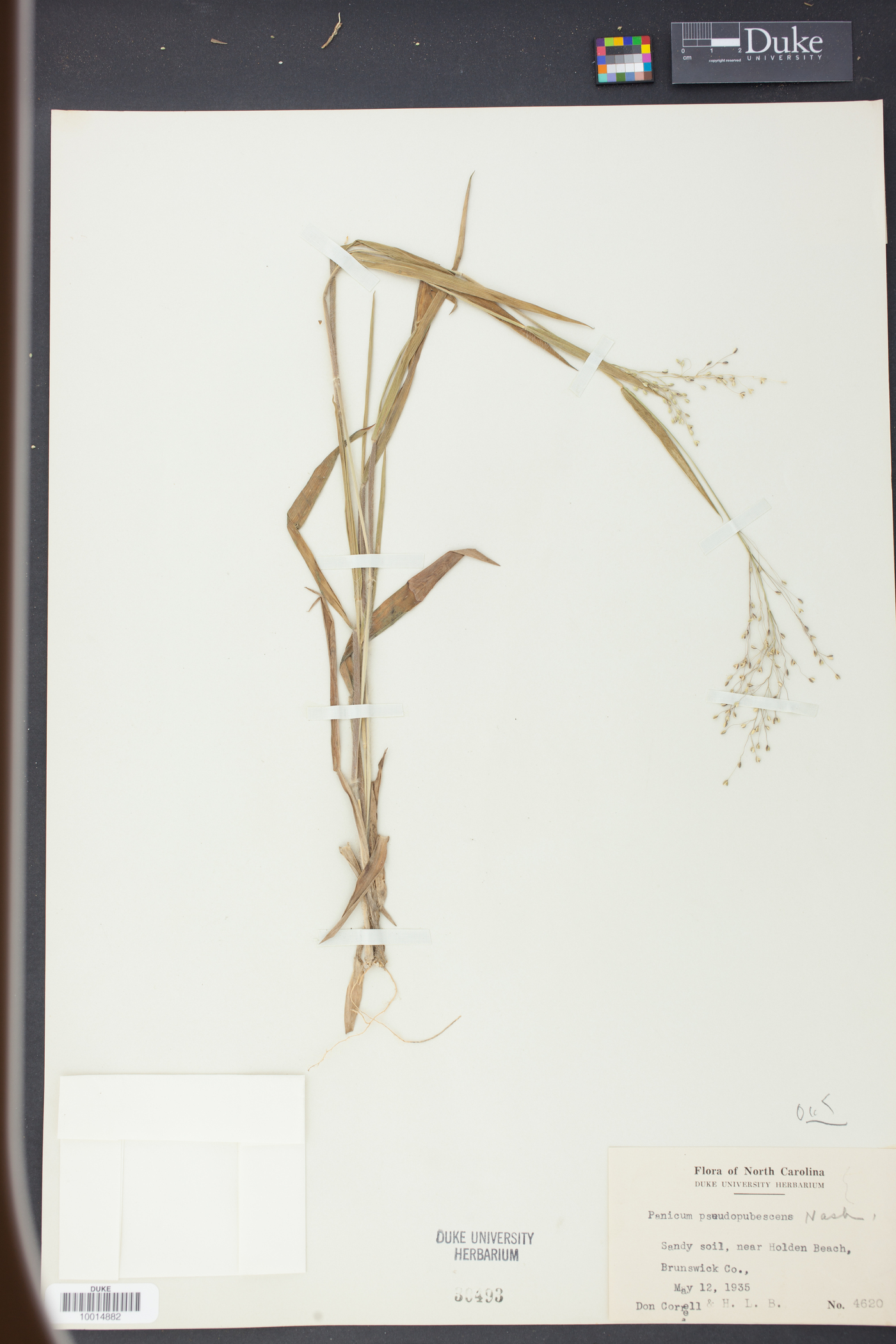 Panicum pseudopubescens image