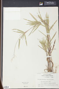 Panicum ravenelii image