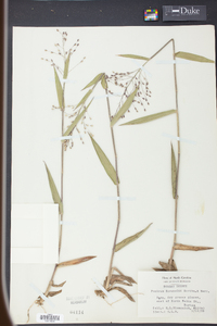 Panicum ravenelii image