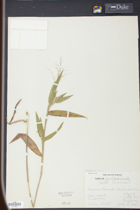 Panicum ravenelii image