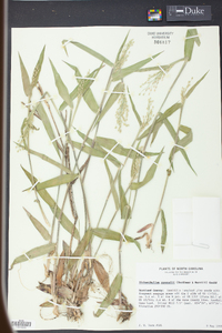 Panicum ravenelii image