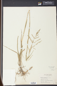 Panicum rhizomatum image