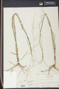 Panicum rhizomatum image