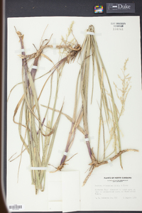 Panicum rhizomatum image