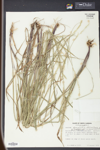 Panicum rhizomatum image