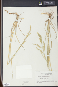 Panicum rhizomatum image