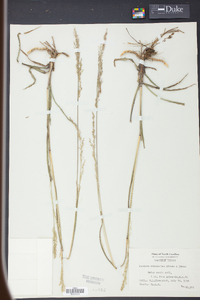 Panicum rhizomatum image