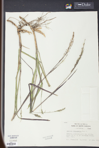 Panicum rhizomatum image