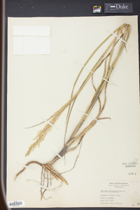 Panicum rhizomatum image