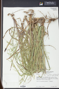 Panicum rhizomatum image