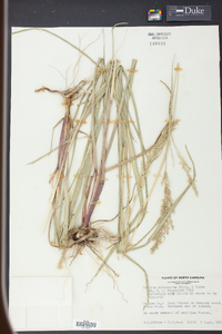 Panicum rhizomatum image