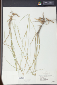 Panicum rhizomatum image