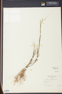 Panicum roanokense image