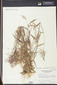 Panicum sphaerocarpon image