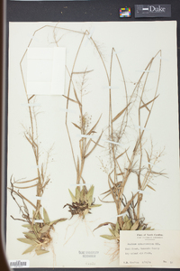 Panicum sphaerocarpon image