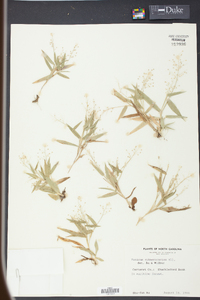 Panicum sphaerocarpon image