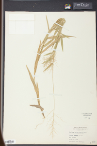 Panicum sphaerocarpon image