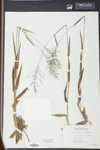 Panicum sphaerocarpon image