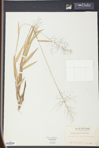 Panicum sphaerocarpon image