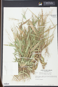 Panicum sphaerocarpon image