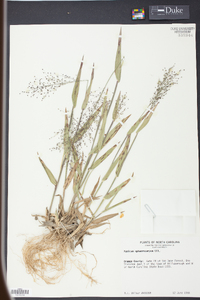 Panicum sphaerocarpon image