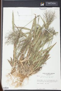 Panicum sphaerocarpon image