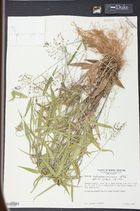 Panicum sphaerocarpon image