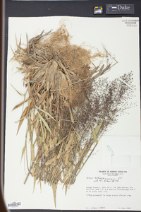 Panicum sphaerocarpon image