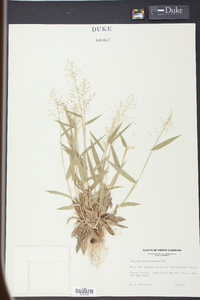 Panicum sphaerocarpon image