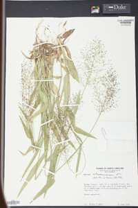 Panicum sphaerocarpon image