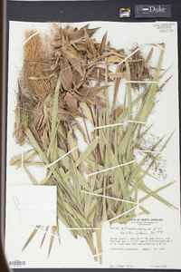 Panicum sphaerocarpon image