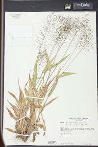 Panicum sphaerocarpon image