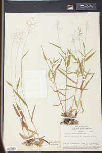 Panicum sphaerocarpon image