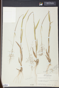 Panicum sphaerocarpon image